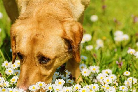 Dog Smelling Flowers stock photo. Image of labrador, flowering - 39771716