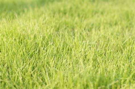 1366x768 wallpaper | Green, Grass, Spring, Fresh, grass, field | Peakpx