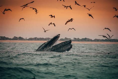 Whale Watching and Migration in Monterey Bay, CA — Vacation Rentals in Carmel | Carmel Retreats