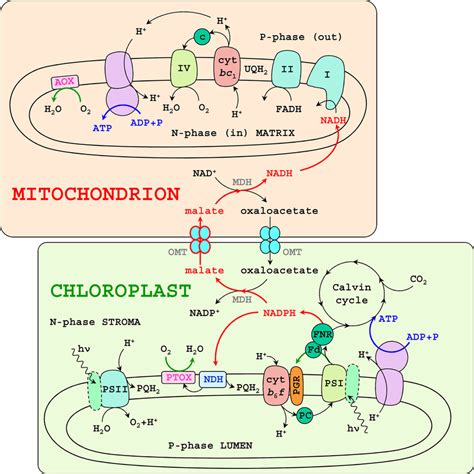 Energetic organelles of Chlamydomonas. In the chloroplast, the light... | Download Scientific ...