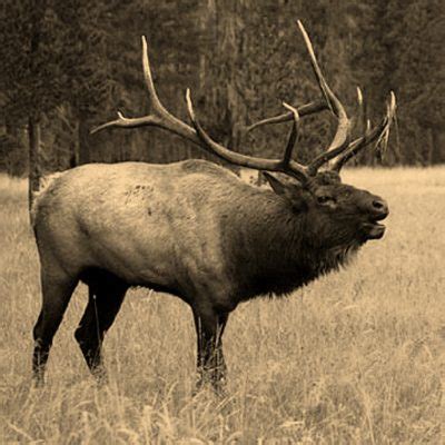 Bull Elk Bugle iPhone Ringtone - Wildtones