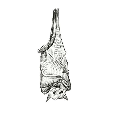List 93+ Wallpaper Bat Upside Down Drawing Stunning 09/2023