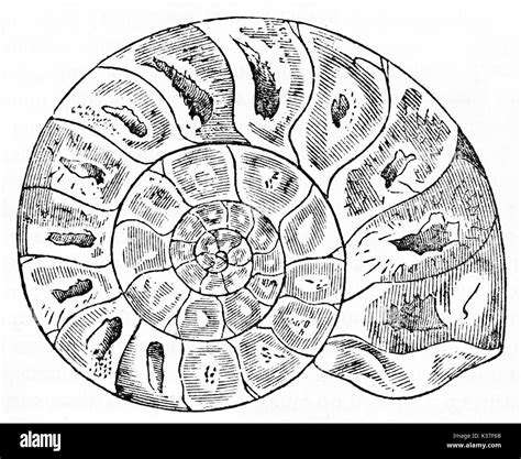 Ammonites Drawing - Ammonite Shell Vector Images Over 150 : Ammonite ammonites drawing vectors (91).