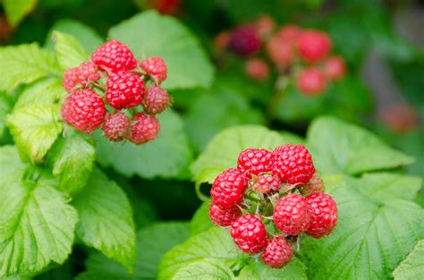 How and When to Prune Raspberries & Blackberries