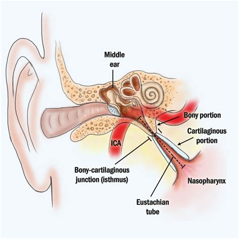 Eustachian Tube Anatomy 3 – ENT