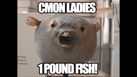 1 pound fish song remix - YouTube