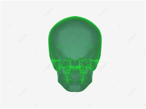 X Ray Head Anatomy Anatomy Respiratory Transparent, Health, People, Male PNG Transparent Image ...