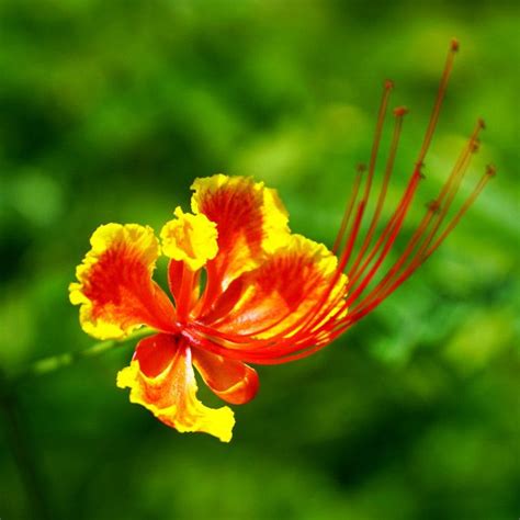 A close-up of Gulmohar flower (Delonix regia) | Delonix regia, Close up, Flowers