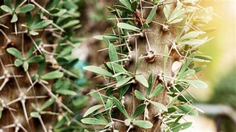 What Are Some of the Trees That Have Spikes on Them? Whoah!