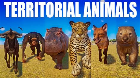 Territorial Animals Speed Races in Planet Zoo included Jaguar, Hippopotamus, Red Fox, Common ...