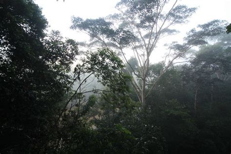 Amazon Rainforest | Photos from within the Amazon Rainforest… | Flickr