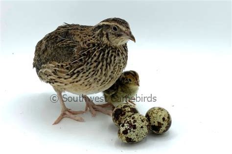 JMF Jumbo Brown Coturnix Quail Eggs For Sale | Southwest Gamebirds