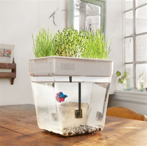 What Temperature Does Your Betta Fish Prefer? - Back to the Roots Blog