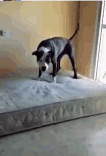 Dogs Excited GIFs | Tenor