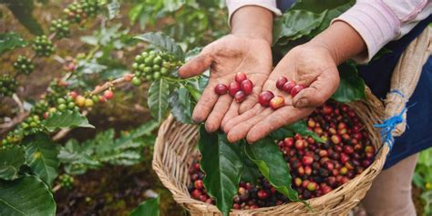 TREATT | Journey of the coffee bean: from seed to cup in 9 steps