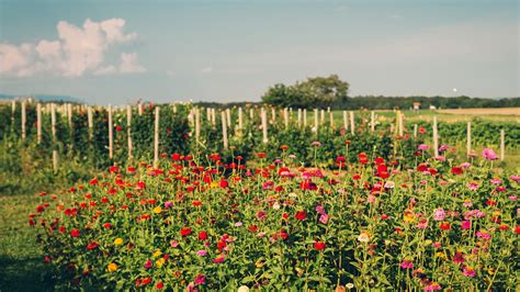 Cut Flower Growers In South Africa - Home Alqu