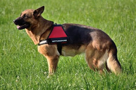 German Shepherd Service Dogs - What You Need to Know