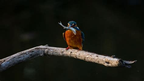 Martín pescador, Guia de Fauna. RutaChile, Aves en CHILE