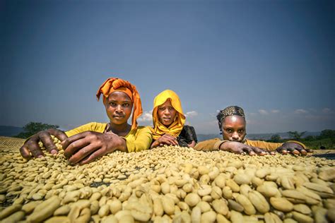 Climate change is killing coffee production; East African coffee ...