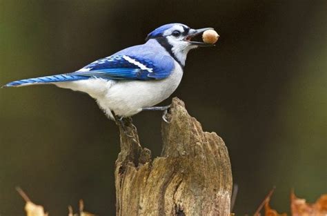 Fascinating Bird Behavior: Caching Food - Birds and Blooms