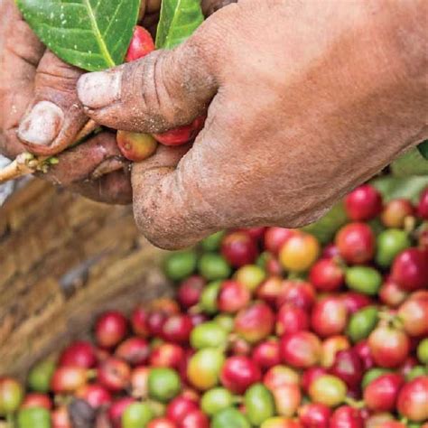 Coffee Harvesting Methods - Toper Coffee Roasters