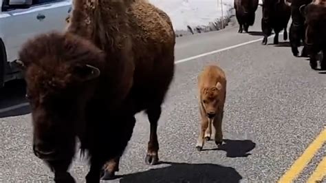 Bison slow traffic in Yellowstone National Park [Video]