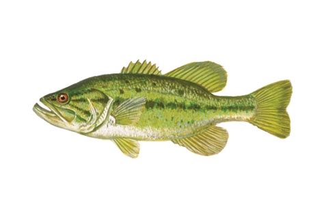 Largemouth Bass Guide: Habitat, Diet, Life Cycle - FishOnTips