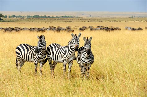 Černá s bílými, nebo bílá s černými: Jakou barvu má zebra? | 100+1 zahraniční zajímavost