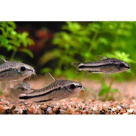 Pygmy Cory (Corydoras pygmaeus)