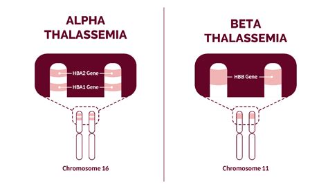 What is Alpha and Beta Thalassemia?: Causes, Symptoms, Treatments