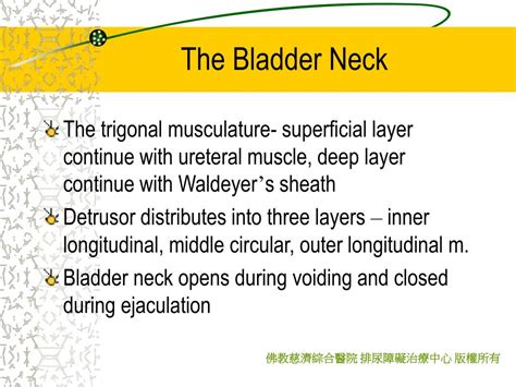 PPT - Anatomy of Lower Urinary Tract PowerPoint Presentation, free ...