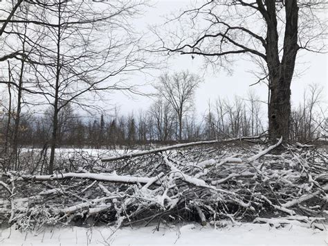 Winter Forest Landscape 17698255 Stock Photo at Vecteezy