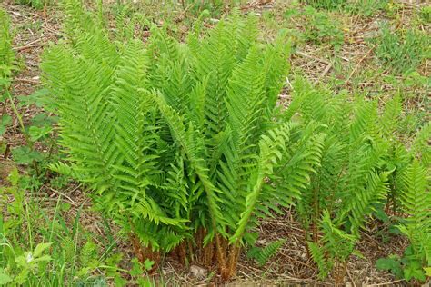 Dryopteris affinis