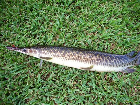 Florida Gar Care Guide: Diet, Tank Mates, Diseases, Breeding & More