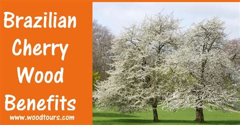 Brazilian Cherry Wood Benefits Complete Guide - Wood Tours