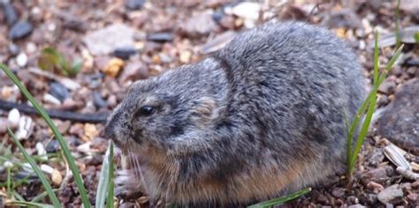 The truth is lemmings 'have never been known to jump off cliffs' | CBC News