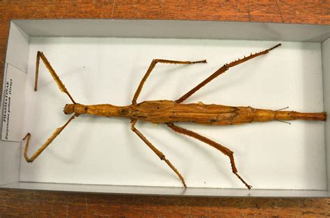 A behind-the-scenes look at our stick insect collection | Western Australian Museum