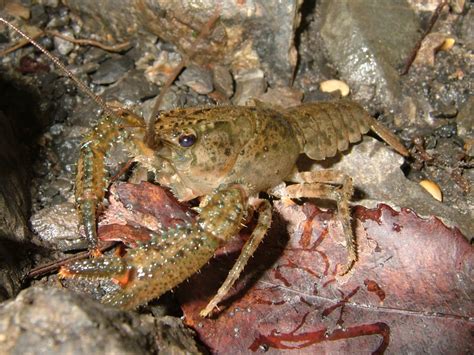 Freshwater Crayfish - Puketi Forest Trust, Northland, New Zealand.