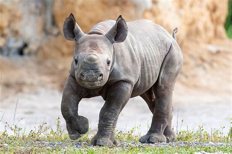 Endangered Black Rhino Calf Born at Zoo Miami