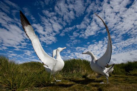 The Unbelievable Size of an Albatross' Wingspan