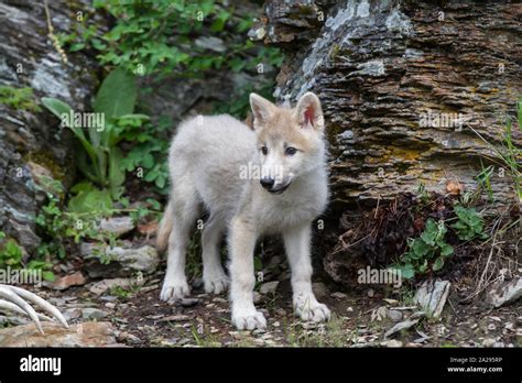 Pure White Wolf Pup