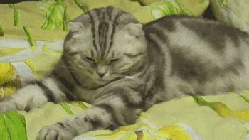 sleepy cat gifs Page 5 | WiffleGif