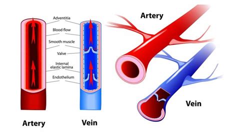 Arteries vs. Veins: Major Differences Between Blood Vessels