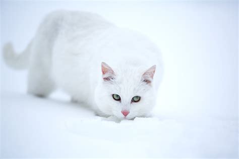 cats, White, Snow, Animals Wallpapers HD / Desktop and Mobile Backgrounds