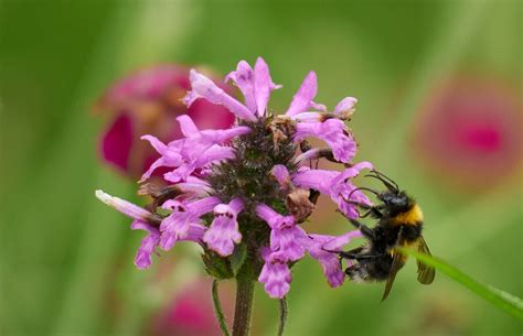 Flower Bumblebee Pollination - Free photo on Pixabay - Pixabay