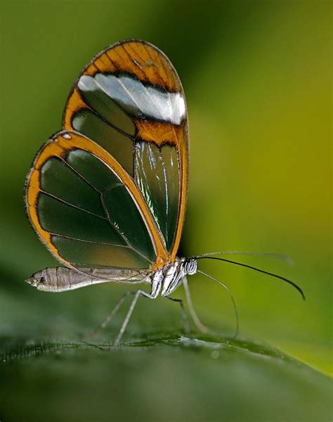 13228 best Butterflies images on Pinterest | Butterflies, Beautiful butterflies and Animals