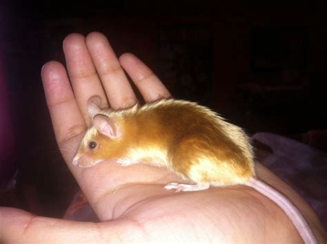 The Golden Mouse by KazzysPlushEmporium on deviantART | Pet mice, Pet rats, Fancy mouse