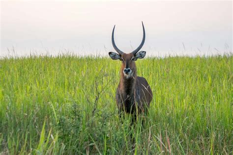 Defassa Waterbuck — Destination Uganda Travelers