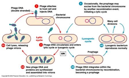 Bacteriophage - Lytic and Lysogenic cycle