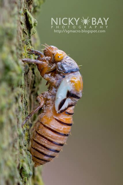 learn about cicadas – Cicada Tree Eco-Place